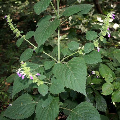 驅邪避凶|鬼月「避邪植物」推薦這5種！「抹草」沐浴可趨吉避凶，「榕樹。